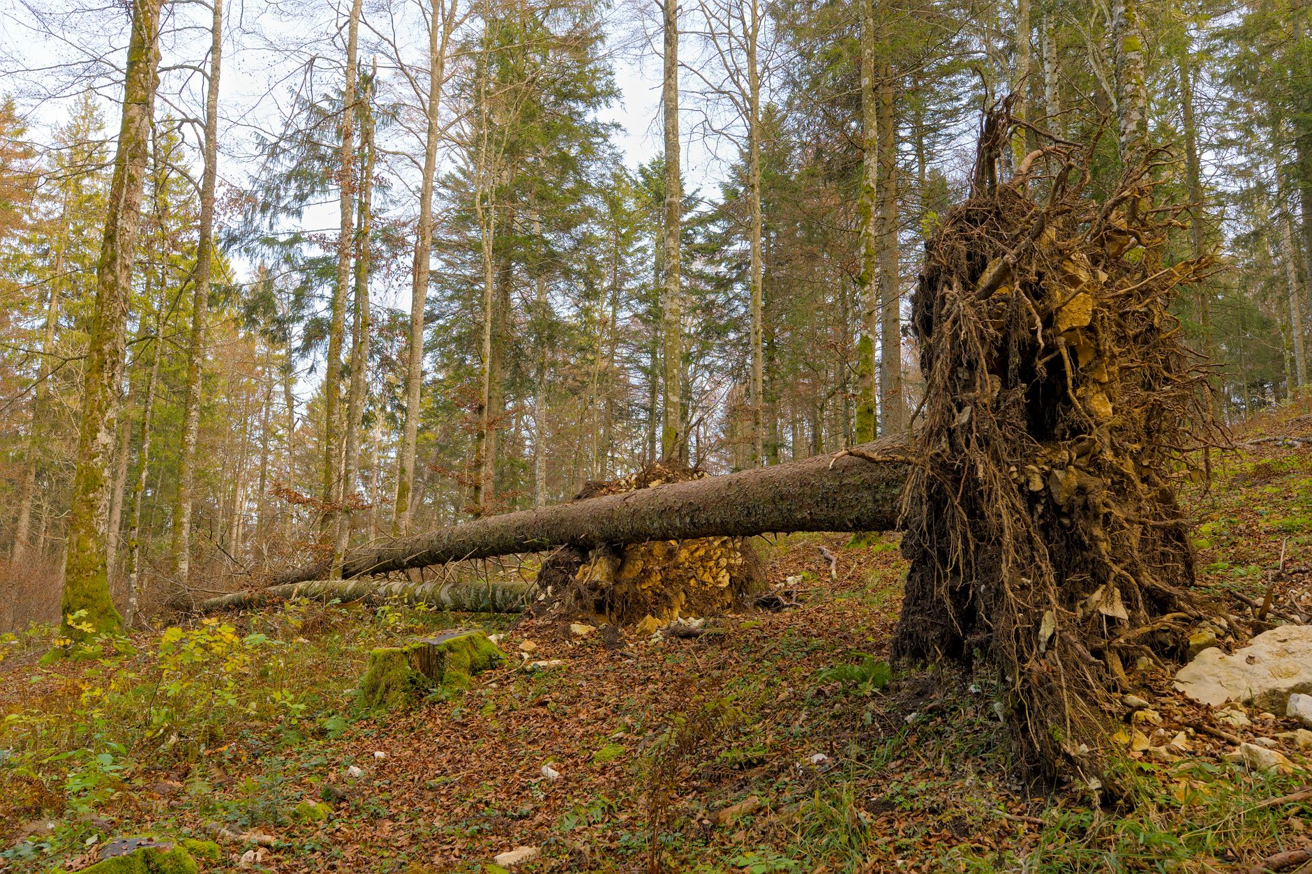 Enlèvement arbre urgence à Amiens